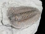 Flexicalymene Trilobite from Ohio - D #5900-1